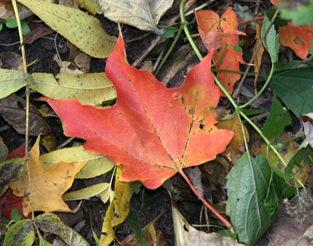 Maple leaf.