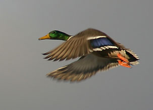 Mallard flying