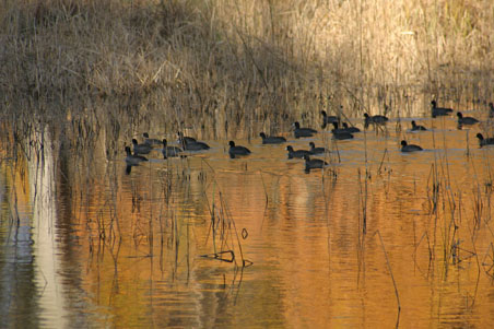 Ducks in water.