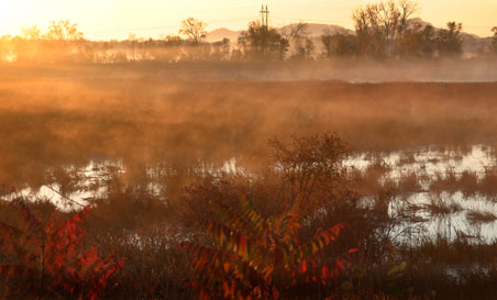 Marshy area at sunrise.