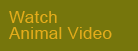 Watch Animal Video